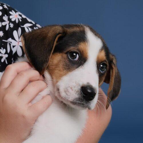 Peach 5187D, an adoptable Foxhound, Mixed Breed in Frankfort, KY, 40601 | Photo Image 4