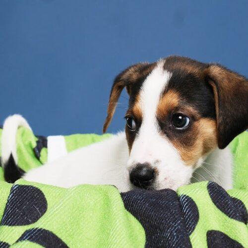 Peach 5187D, an adoptable Foxhound, Mixed Breed in Frankfort, KY, 40601 | Photo Image 5