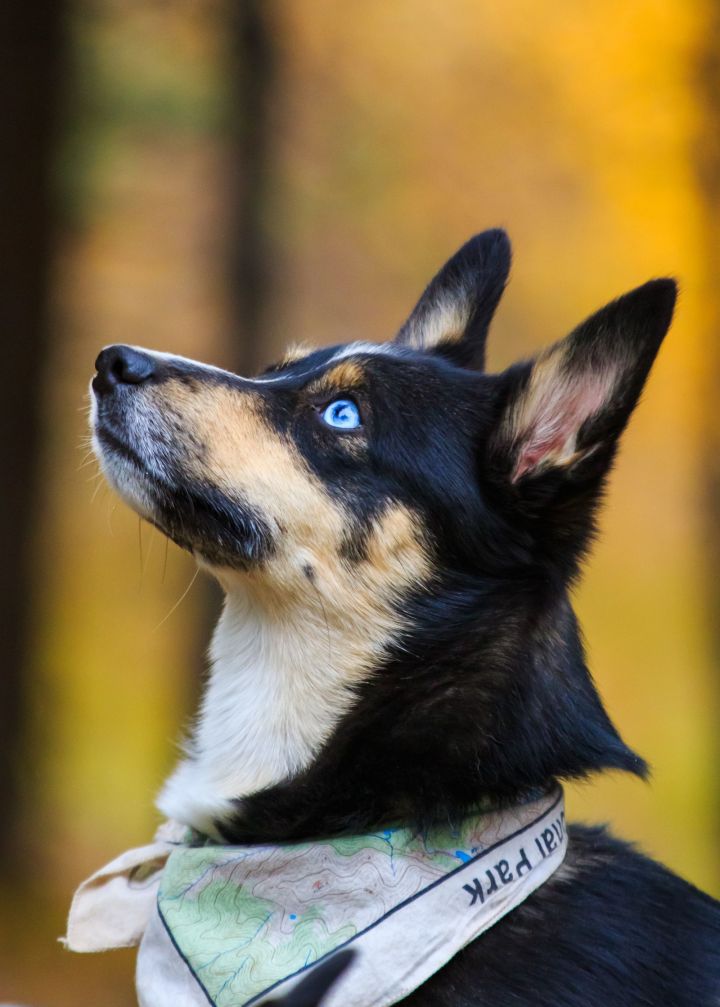 Echo 3