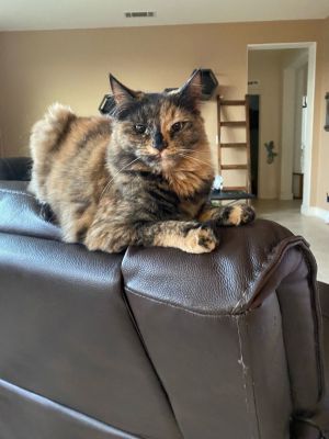 Princess (Napa Christina)