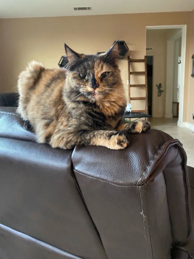 Princess (Napa Christina)