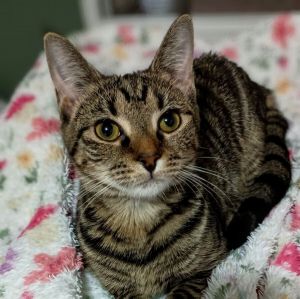 Spicy Nugget, Young Female unknown