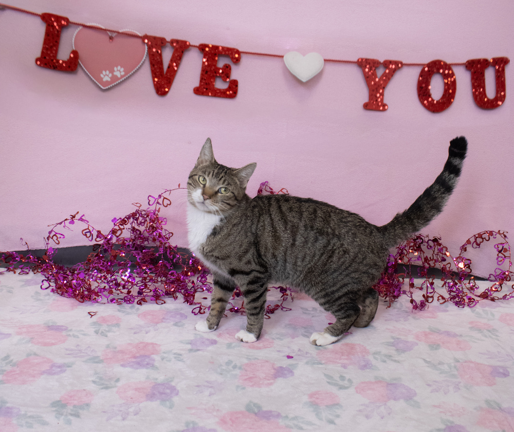 Crow, an adoptable Domestic Short Hair in Bemidji, MN, 56601 | Photo Image 1