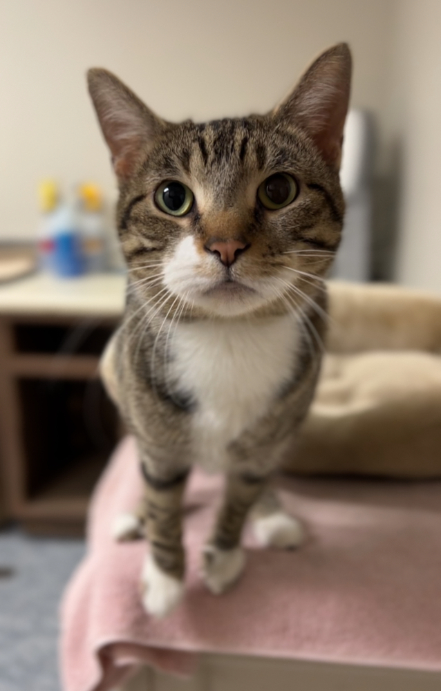 Crow, an adoptable Domestic Short Hair in Bemidji, MN, 56601 | Photo Image 1