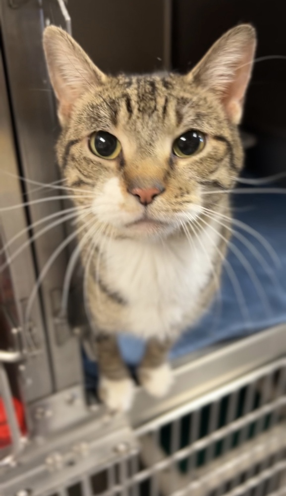 Crow, an adoptable Domestic Short Hair in Bemidji, MN, 56601 | Photo Image 3