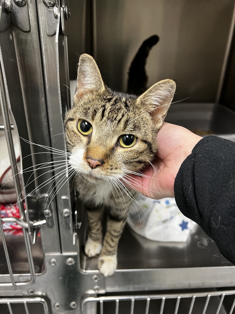 Crow, an adoptable Domestic Short Hair in Bemidji, MN, 56601 | Photo Image 4