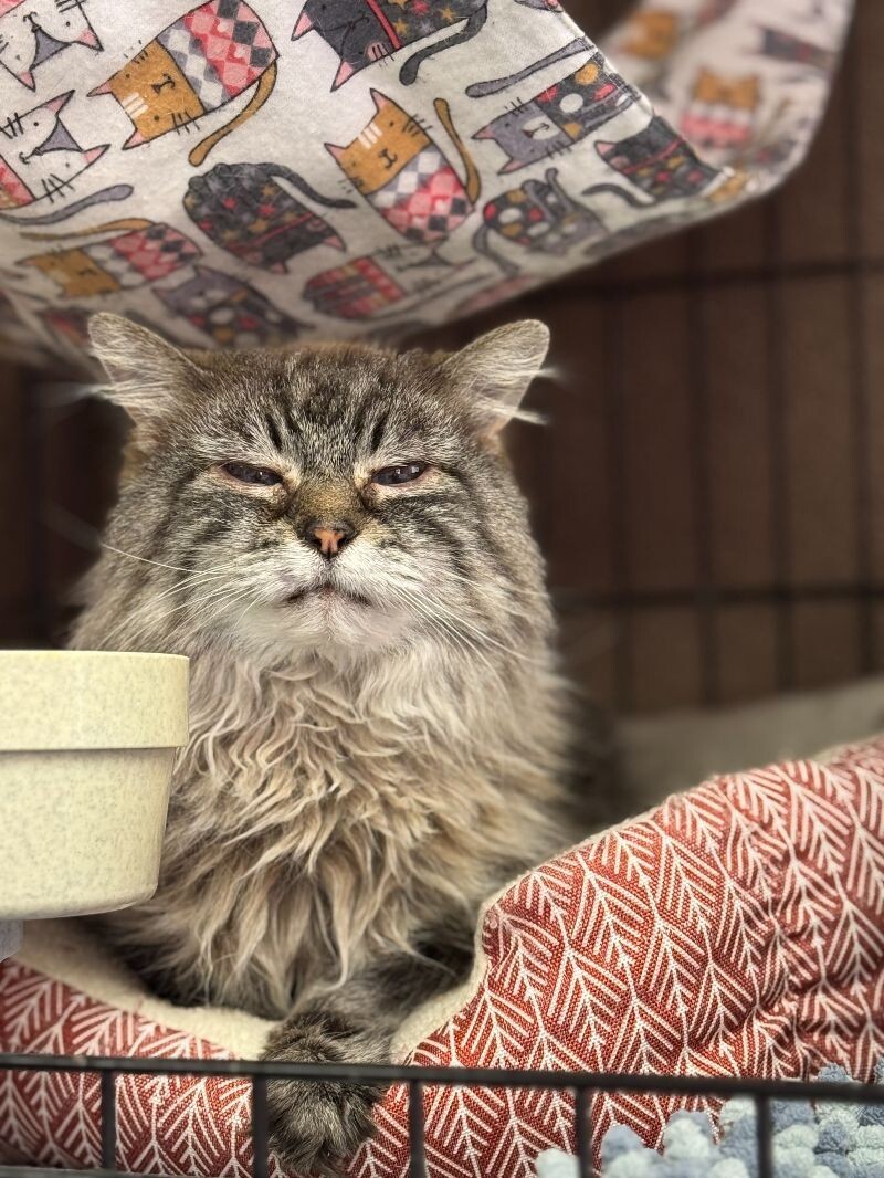 Chantilly, an adoptable Himalayan in Belton, MO, 64012 | Photo Image 1