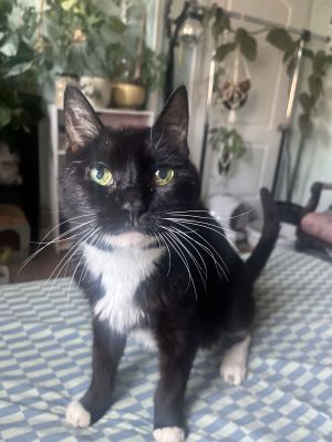 Bandit, Senior Female Domestic Short Hair