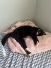 Bandit photo 3
