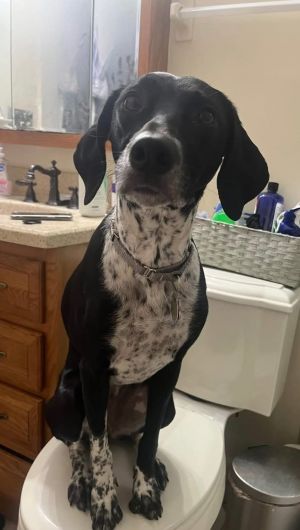 Miss Oreo, Young Female unknown