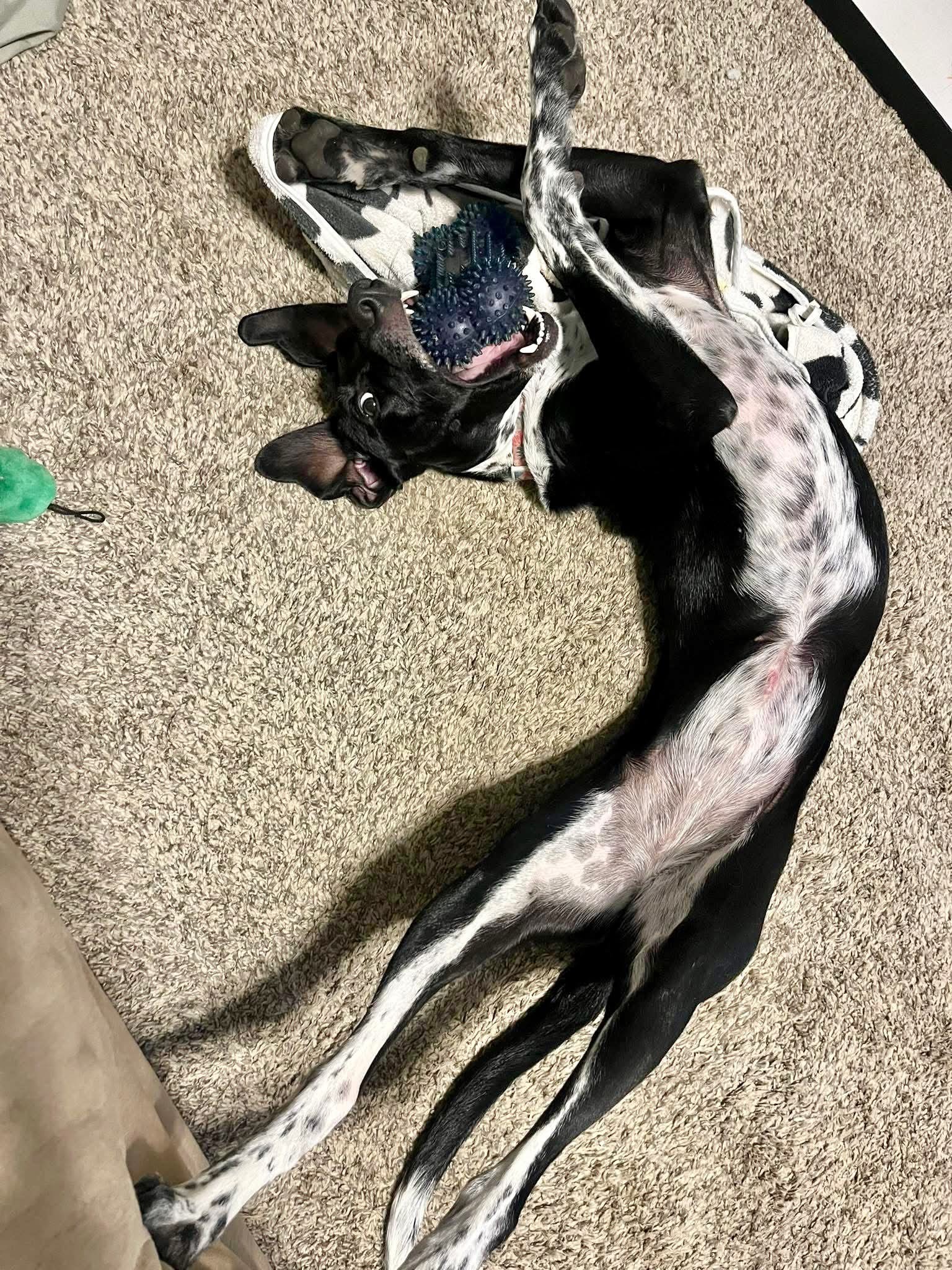 Miss Oreo
