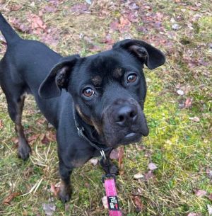 FREYA, Adult Female Shepherd