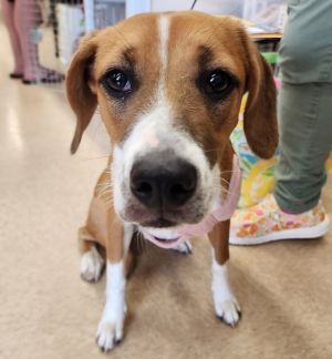 Sugar, Baby Female Beagle