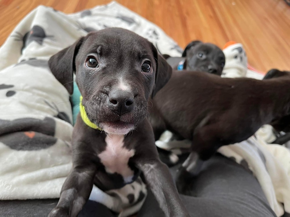 Chris, an adoptable Mixed Breed in Mandan, ND, 58554 | Photo Image 1