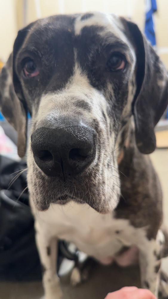 Georgia, an adoptable Great Dane in Mandan, ND, 58554 | Photo Image 1