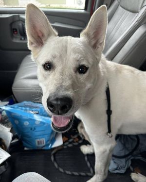 Turbo, Adult Male Mixed Breed