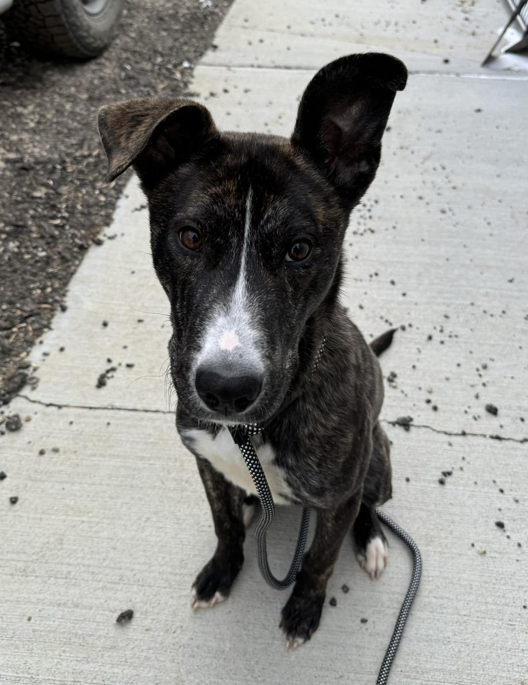 Beetle, an adoptable Mixed Breed in Mandan, ND, 58554 | Photo Image 1