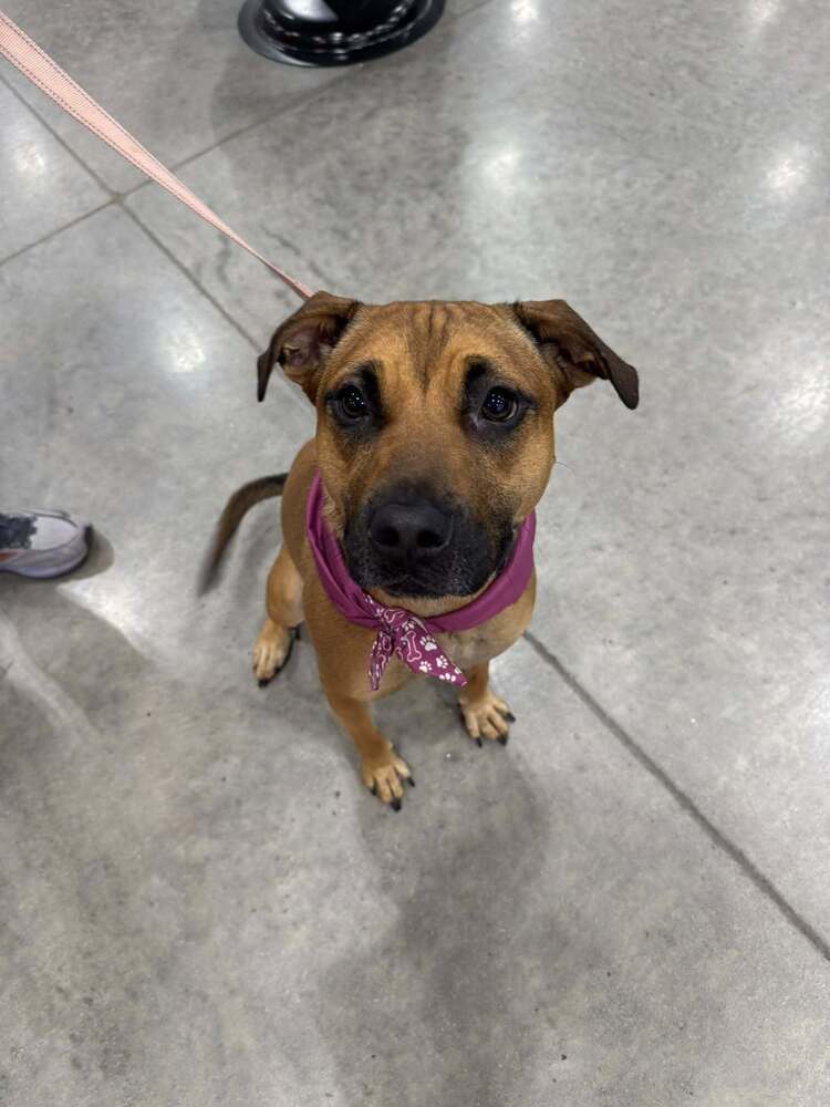 Billie, an adoptable Mixed Breed in Mandan, ND, 58554 | Photo Image 1