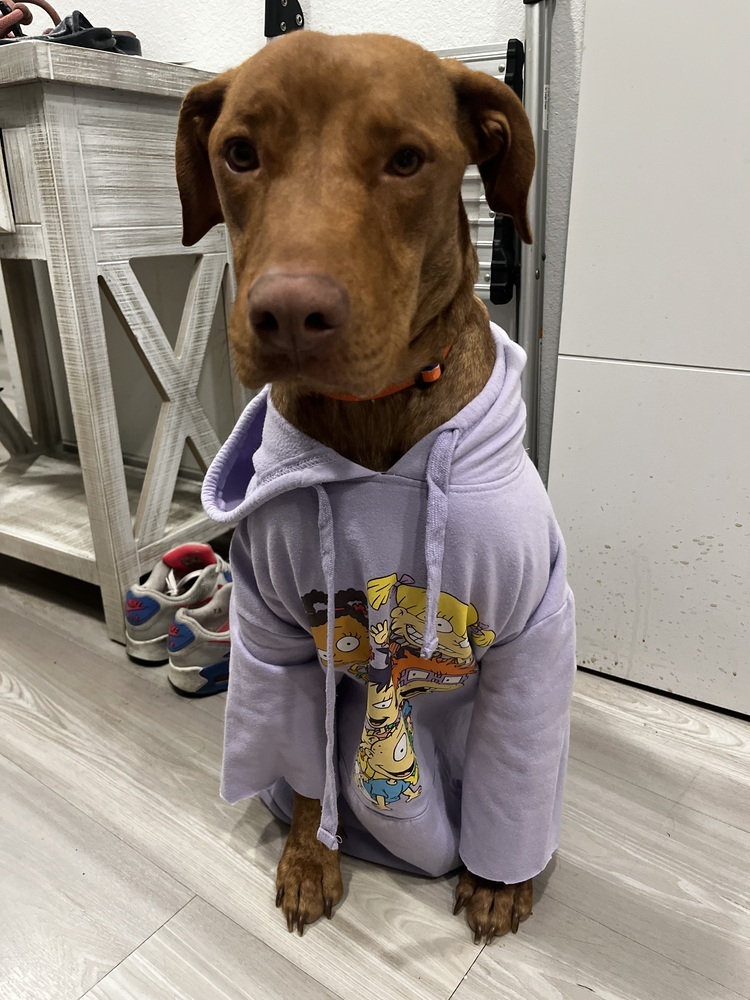 Ginger, an adoptable Vizsla, Labrador Retriever in Denver, CO, 80220 | Photo Image 1