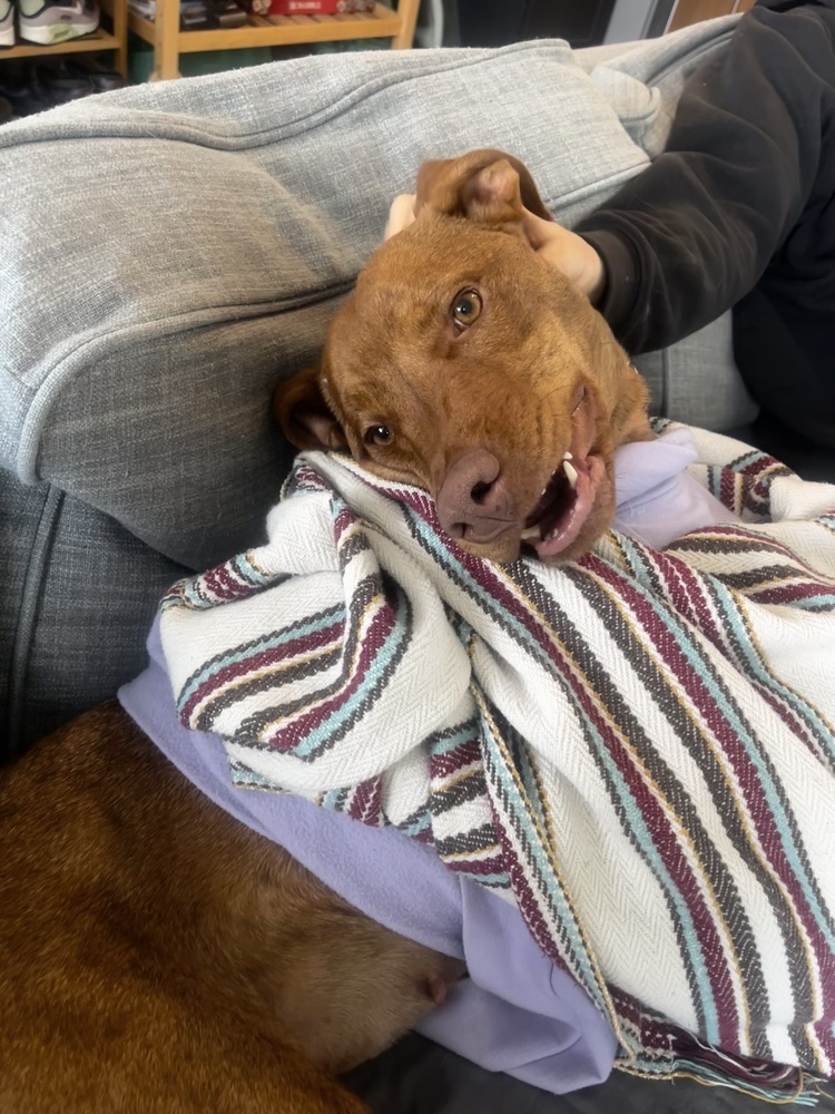 Ginger, an adoptable Vizsla, Labrador Retriever in Denver, CO, 80220 | Photo Image 3