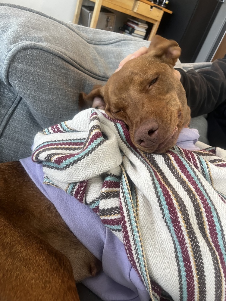 Ginger, an adoptable Vizsla, Labrador Retriever in Denver, CO, 80220 | Photo Image 4