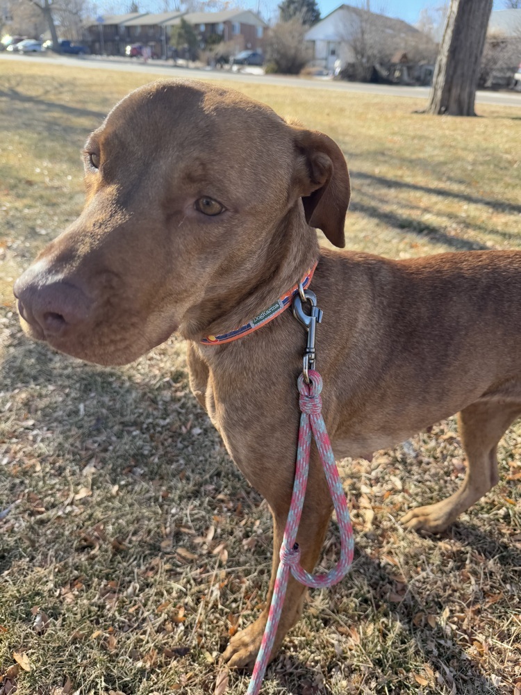 Ginger, an adoptable Vizsla, Labrador Retriever in Denver, CO, 80220 | Photo Image 5