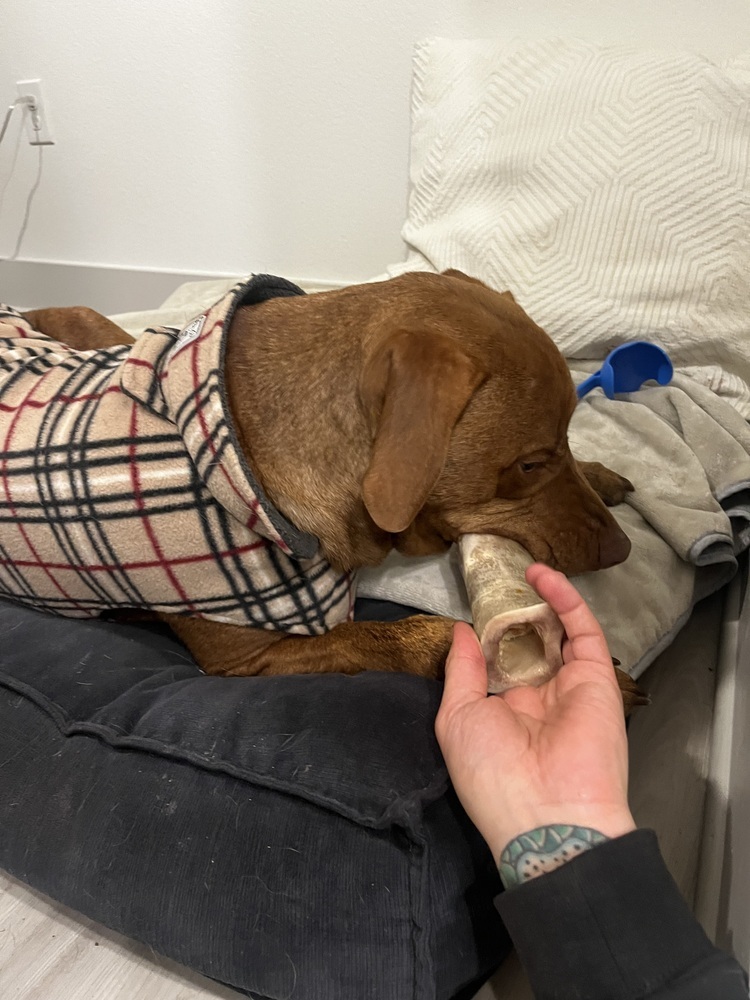 Ginger, an adoptable Vizsla, Labrador Retriever in Denver, CO, 80220 | Photo Image 6