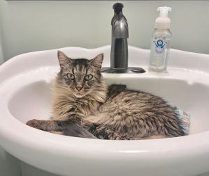 Thalia Domestic Long Hair Cat