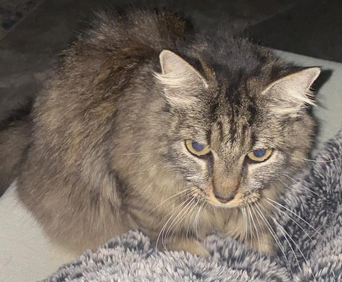 Thalia, an adoptable Domestic Long Hair in Augusta, GA, 30909 | Photo Image 2