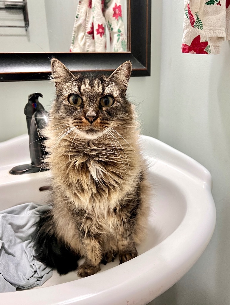 Thalia, an adoptable Domestic Long Hair in Augusta, GA, 30909 | Photo Image 3