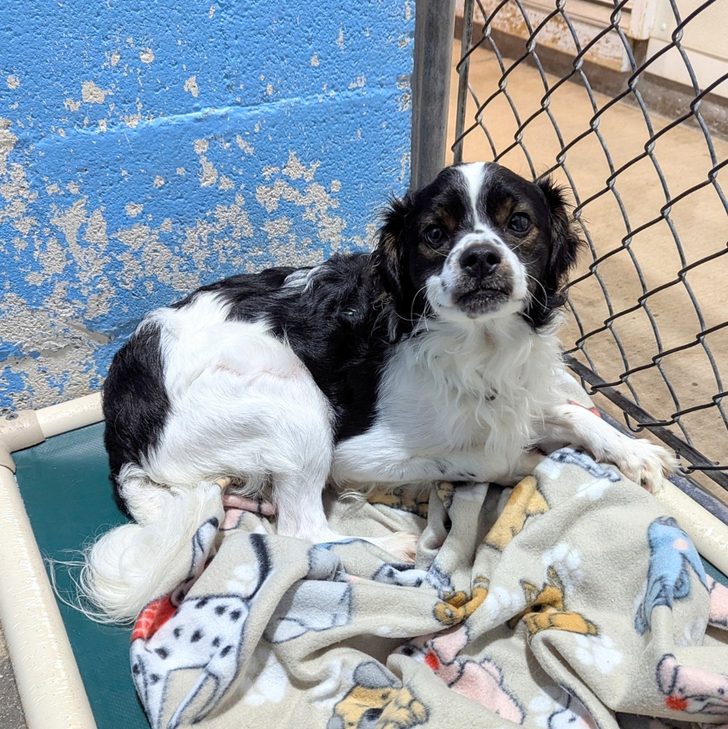 Boogey, an adoptable Poodle, Papillon in Laurie, MO, 65038 | Photo Image 1