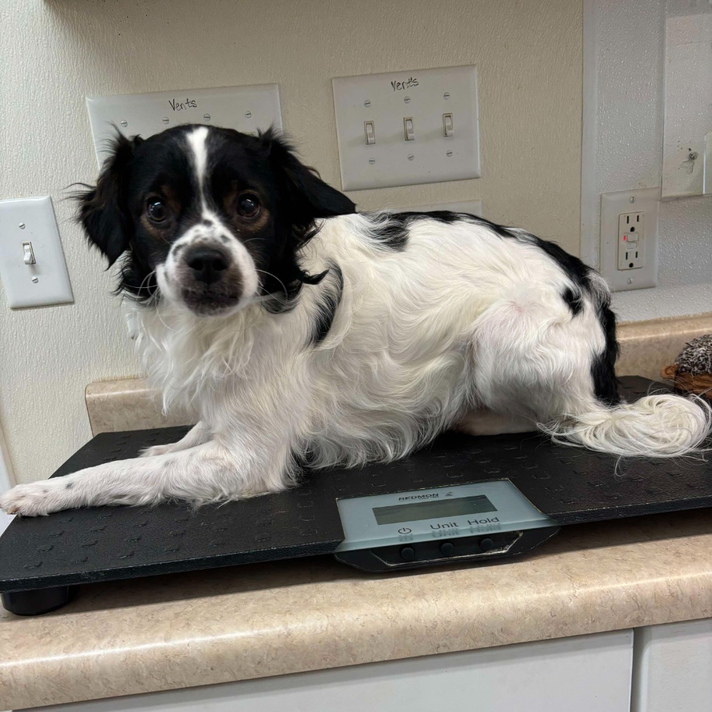 Boogey, an adoptable Poodle, Papillon in Laurie, MO, 65038 | Photo Image 2