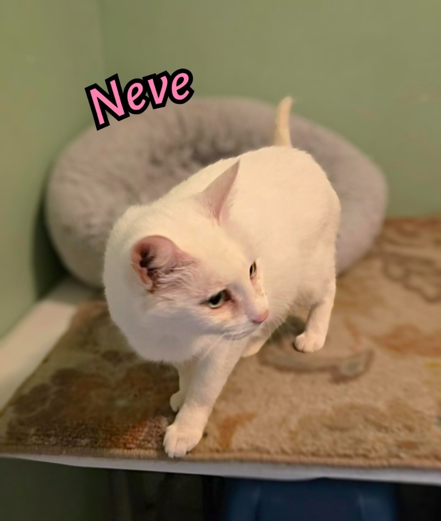 Neve
