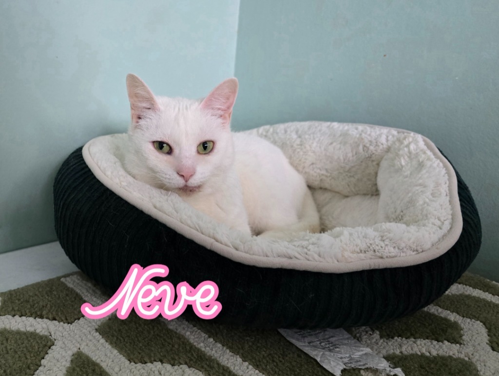 Neve