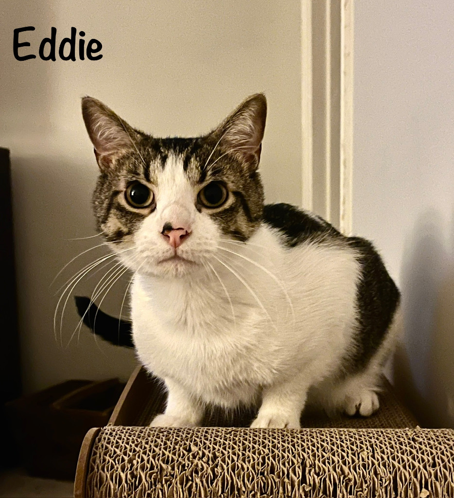 Eddie, an adoptable Domestic Short Hair in Hoover , AL, 35226 | Photo Image 1