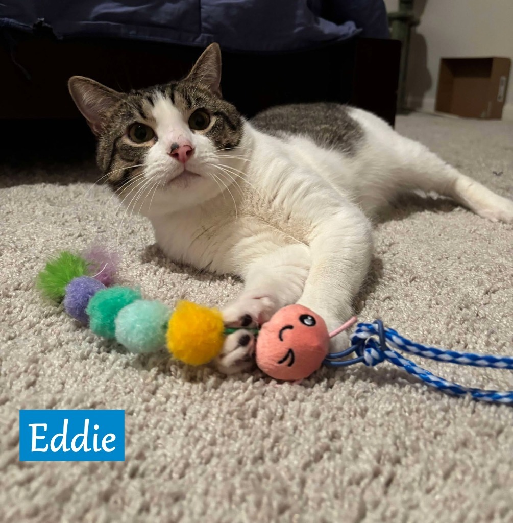 Eddie, an adoptable Domestic Short Hair in Hoover , AL, 35226 | Photo Image 2