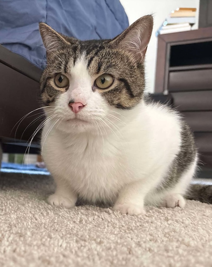 Eddie, an adoptable Domestic Short Hair in Hoover , AL, 35226 | Photo Image 3