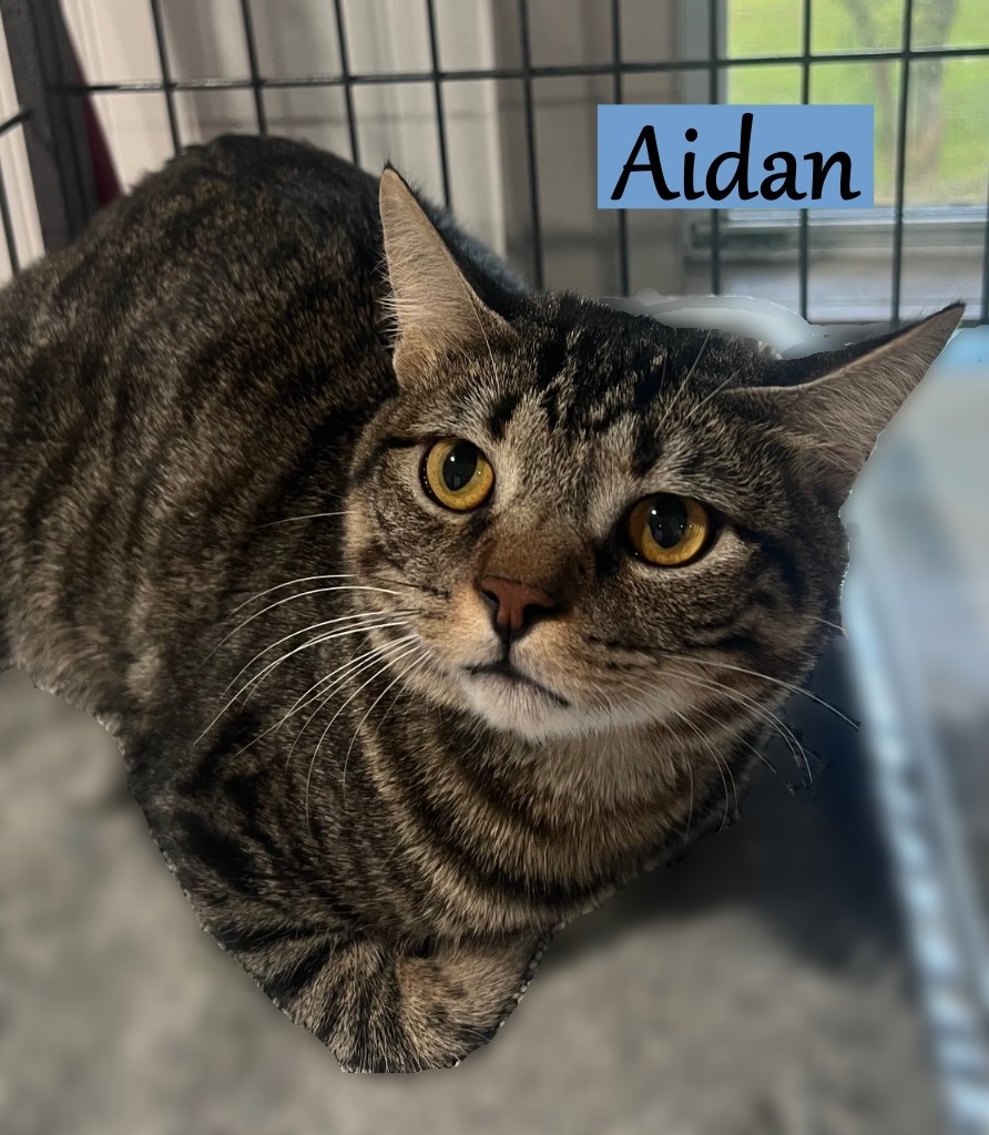 Aidan, an adoptable Manx in Hoover , AL, 35226 | Photo Image 1