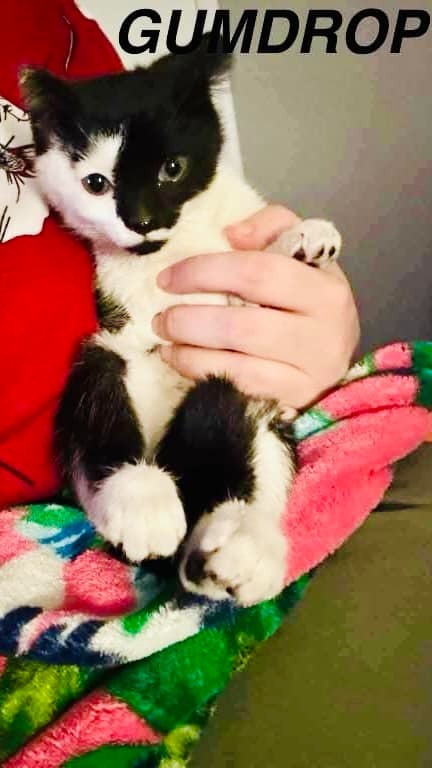 Gumdrop, an adoptable Domestic Short Hair in Hoover , AL, 35226 | Photo Image 2