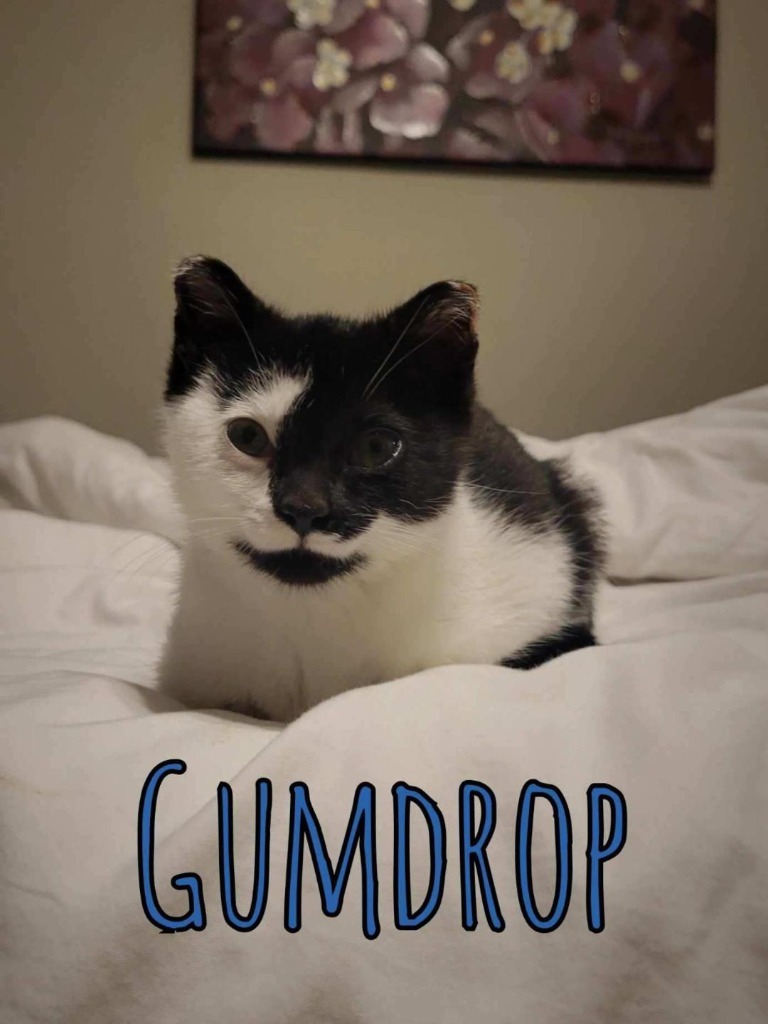 Gumdrop, an adoptable Domestic Short Hair in Hoover , AL, 35226 | Photo Image 3