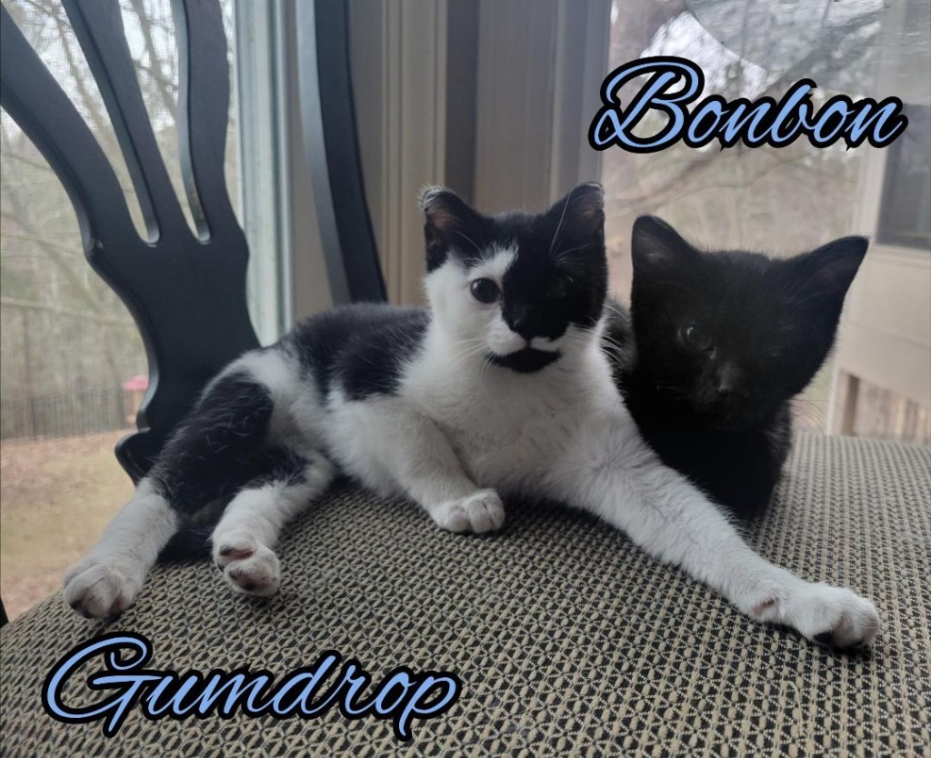 Gumdrop, an adoptable Domestic Short Hair in Hoover , AL, 35226 | Photo Image 4