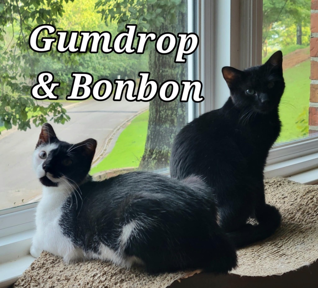 Bonbon, an adoptable Domestic Short Hair in Hoover , AL, 35226 | Photo Image 1