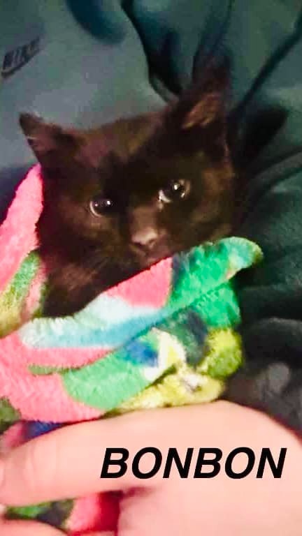 Bonbon, an adoptable Domestic Short Hair in Hoover , AL, 35226 | Photo Image 2