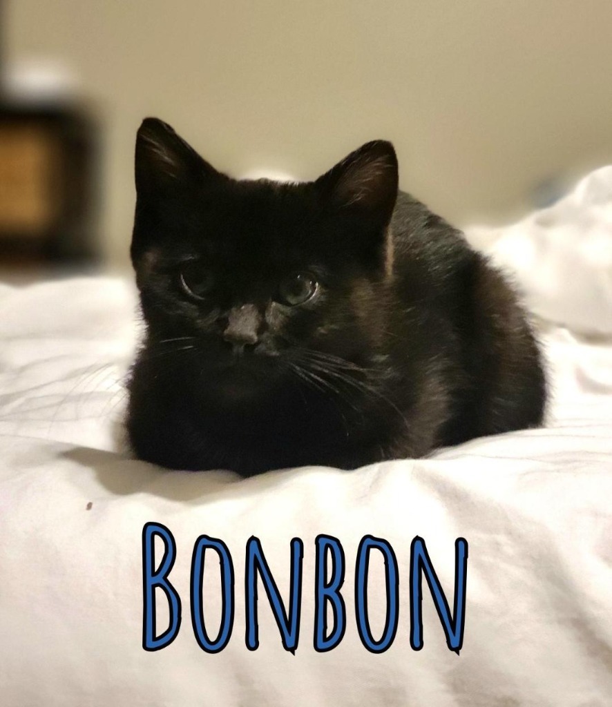 Bonbon, an adoptable Domestic Short Hair in Hoover , AL, 35226 | Photo Image 3