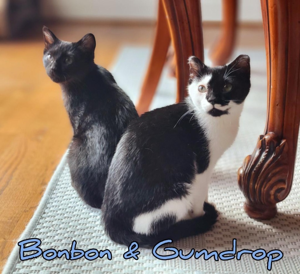 Bonbon, an adoptable Domestic Short Hair in Hoover , AL, 35226 | Photo Image 5