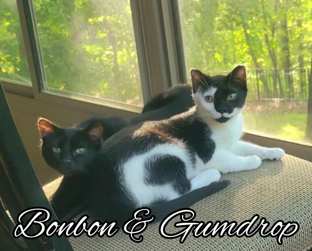 Bonbon, an adoptable Domestic Short Hair in Hoover , AL, 35226 | Photo Image 6