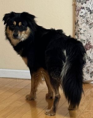 Gunnar, Adult Male unknown