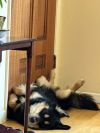 Gunnar photo 2