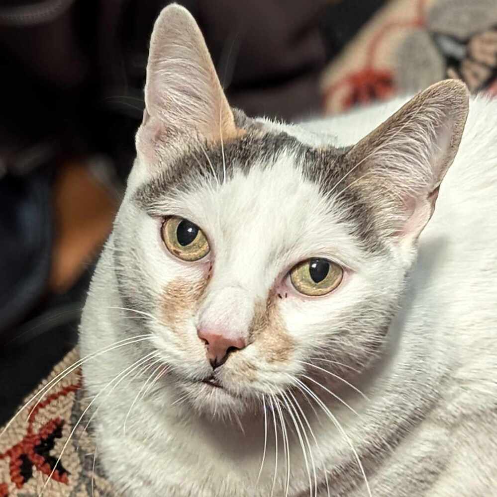 Mimi, an adoptable Domestic Short Hair in Bellingham, WA, 98227 | Photo Image 1
