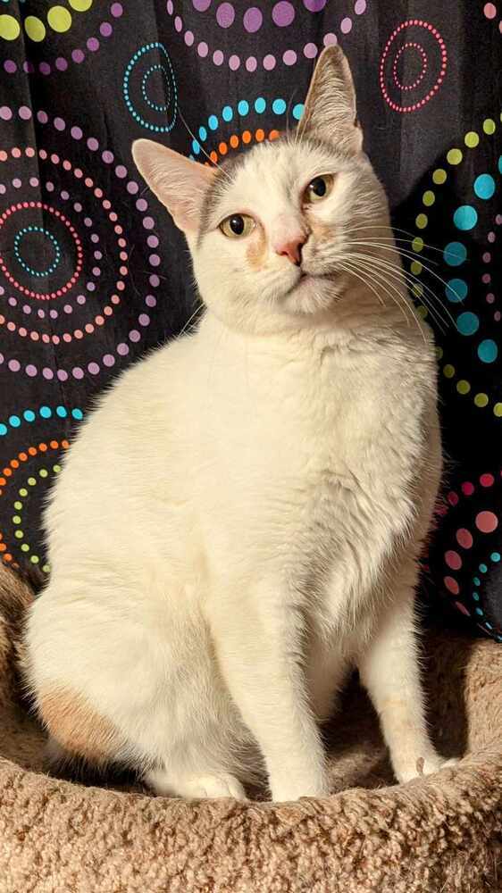 Mimi, an adoptable Domestic Short Hair in Bellingham, WA, 98227 | Photo Image 2